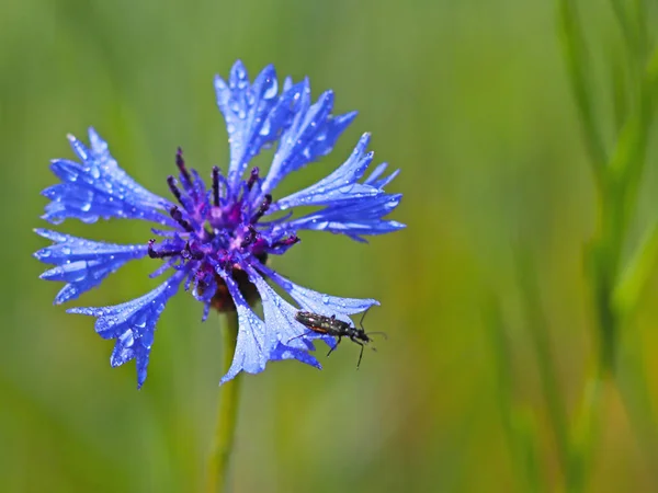 昆虫在太阳 Knapweeds 的花朵上 一朵蓝色的花 在一个模糊的绿色背景上的露珠滴下 区域的草甸植物以温带气候 浪漫快乐的心情 节日贺卡 — 图库照片