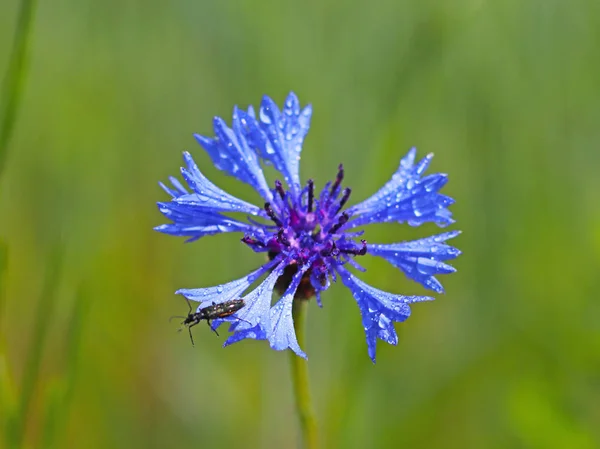 Insect Een Bloem Van Knapweeds Zon Een Blauwe Bloem Druppels — Stockfoto