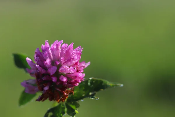 Bloem Van Een Roze Klaver Zon Een Blauwe Bloem Druppels — Stockfoto