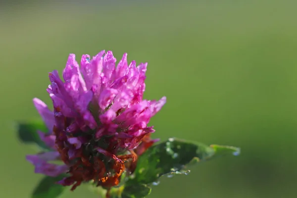 Цветок Розового Клевера Солнце Синий Цветок Капельках Росы Размытом Зеленом — стоковое фото