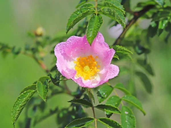 Квітка Троянди Сонці Блакитна Квітка Краплі Роси Розмитому Зеленому Тлі — стокове фото