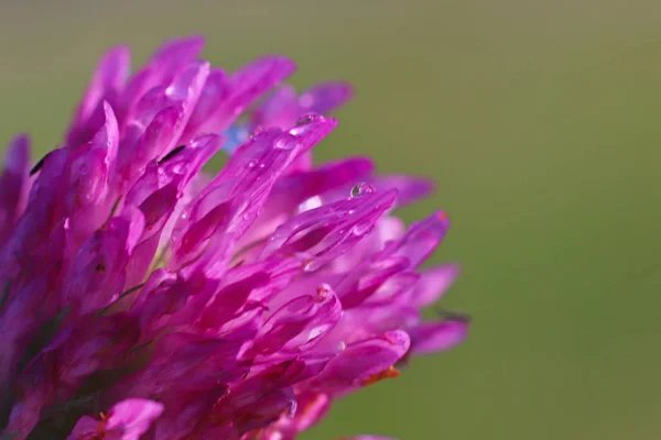 Bloem Van Een Roze Klaver Zon Een Blauwe Bloem Druppels — Stockfoto