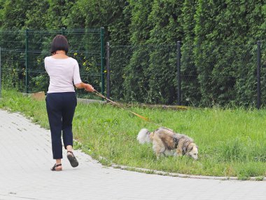 Spor giysileri içinde bir kadın ile bir cep telefonu üzerinde konuşurken bir köpek elini kolunu sallaya dönüyor. Serbest zaman çalışan adam. Hayvanlar için bakım.