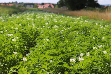 Yeşil patates Ekim alanı üzerine çiçek açan beyaz çalılar. Olgunlaşma gelecek hasat. Tarım Tohum Sanayi tarım sektörü. Bir çiftlik ekonominin bir bitki. İtüzümü bitkilerin büyüyen.