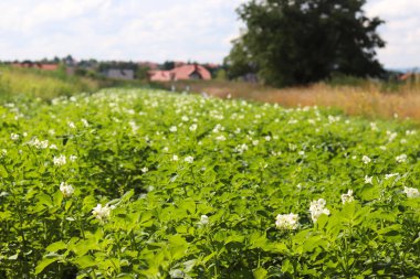 Yeşil patates Ekim alanı üzerine çiçek açan beyaz çalılar. Olgunlaşma gelecek hasat. Tarım Tohum Sanayi tarım sektörü. Bir çiftlik ekonominin bir bitki. İtüzümü bitkilerin büyüyen.