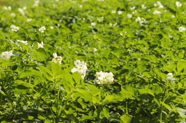 Yeşil patates Ekim alanı üzerine çiçek açan beyaz çalılar. Olgunlaşma gelecek hasat. Tarım Tohum Sanayi tarım sektörü. Bir çiftlik ekonominin bir bitki. İtüzümü bitkilerin büyüyen.