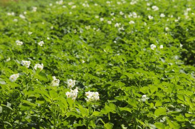 Yeşil patates Ekim alanı üzerine çiçek açan beyaz çalılar. Olgunlaşma gelecek hasat. Tarım Tohum Sanayi tarım sektörü. Bir çiftlik ekonominin bir bitki. İtüzümü bitkilerin büyüyen.