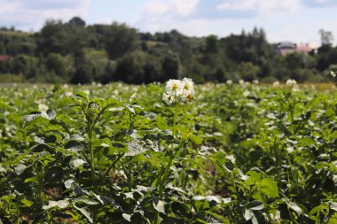 Yeşil patates Ekim alanı üzerine çiçek açan beyaz çalılar. Olgunlaşma gelecek hasat. Tarım Tohum Sanayi tarım sektörü. Bir çiftlik ekonominin bir bitki. İtüzümü bitkilerin büyüyen.