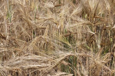 Çavdar ve arpa tarlası. Gelecekteki hasatın olgunlaşması. Tarım endüstrisinin tarım sektörü. Bitki çiftliği. Mısır gevreği yetiştiriyorum. Gıda ve refahın kaynağı.