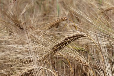 Çavdar ve arpa tarlası. Gelecekteki hasatın olgunlaşması. Tarım endüstrisinin tarım sektörü. Bitki çiftliği. Mısır gevreği yetiştiriyorum. Gıda ve refahın kaynağı.