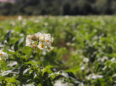 Yeşil patates Ekim alanı üzerine çiçek açan beyaz çalılar. Olgunlaşma gelecek hasat. Tarım Tohum Sanayi tarım sektörü. Bir çiftlik ekonominin bir bitki. İtüzümü bitkilerin büyüyen.