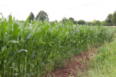 Clementing Mısır. Olgunlaşma gelecek hasat. Tarım Tohum Sanayi tarım sektörü. Bitki çiftlik. Mısır gevreği bitkileri büyüyen. Gıda ve su kuyusu-varlık kaynak.