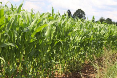 Clementing Mısır. Olgunlaşma gelecek hasat. Tarım Tohum Sanayi tarım sektörü. Bitki çiftlik. Mısır gevreği bitkileri büyüyen. Gıda ve su kuyusu-varlık kaynak.