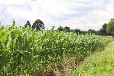 Clementing Mısır. Olgunlaşma gelecek hasat. Tarım Tohum Sanayi tarım sektörü. Bitki çiftlik. Mısır gevreği bitkileri büyüyen. Gıda ve su kuyusu-varlık kaynak.
