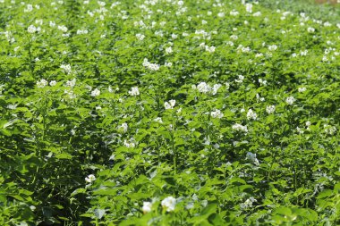 Yeşil patates Ekim alanı üzerine çiçek açan beyaz çalılar. Olgunlaşma gelecek hasat. Tarım Tohum Sanayi tarım sektörü. Bir çiftlik ekonominin bir bitki. İtüzümü bitkilerin büyüyen.