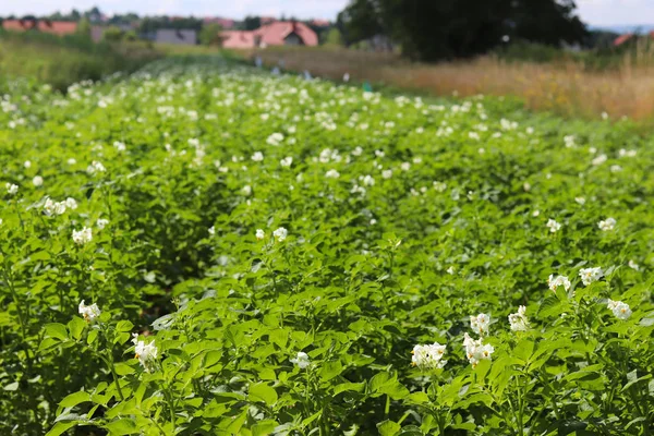 Yeşil patates Ekim alanı üzerine çiçek açan beyaz çalılar. Olgunlaşma gelecek hasat. Tarım Tohum Sanayi tarım sektörü. Bir çiftlik ekonominin bir bitki. İtüzümü bitkilerin büyüyen.