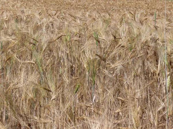 Field Rye Barley Maturation Future Harvest Agrarian Sector Agricultural Industry — Stock Photo, Image