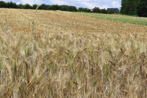 A field of rye and barley. Maturation of the future harvest. Agrarian sector of the agricultural industry. Plant farm. Growing of cereal crops. Source of food and well-being.