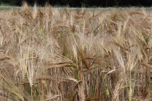 A field of rye and barley. Maturation of the future harvest. Agrarian sector of the agricultural industry. Plant farm. Growing of cereal crops. Source of food and well-being.