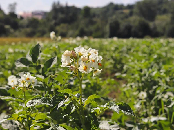 Yeşil patates Ekim alanı üzerine çiçek açan beyaz çalılar. Olgunlaşma gelecek hasat. Tarım Tohum Sanayi tarım sektörü. Bir çiftlik ekonominin bir bitki. İtüzümü bitkilerin büyüyen.
