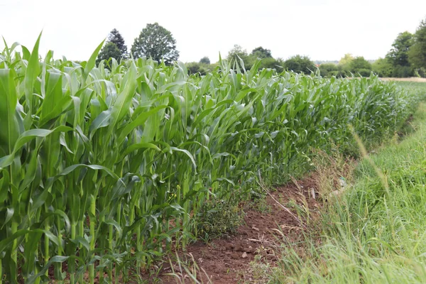 Clementing Mısır. Olgunlaşma gelecek hasat. Tarım Tohum Sanayi tarım sektörü. Bitki çiftlik. Mısır gevreği bitkileri büyüyen. Gıda ve su kuyusu-varlık kaynak.
