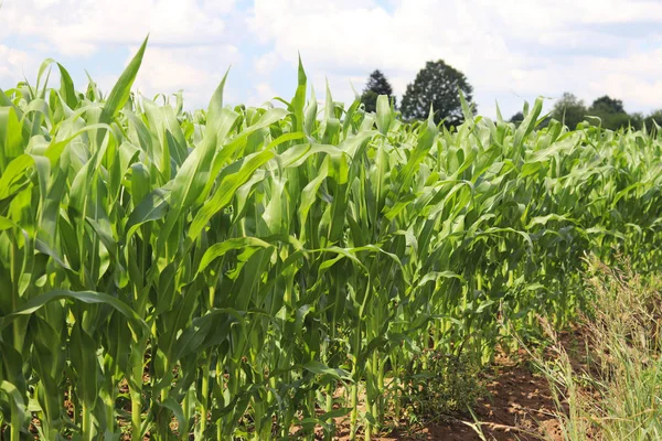 Clementando Maíz Maduración Cosecha Futura Sector Agrario Industria Agrícola Granja — Foto de Stock