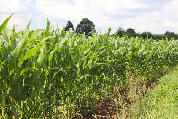 Clementing Mısır. Olgunlaşma gelecek hasat. Tarım Tohum Sanayi tarım sektörü. Bitki çiftlik. Mısır gevreği bitkileri büyüyen. Gıda ve su kuyusu-varlık kaynak.