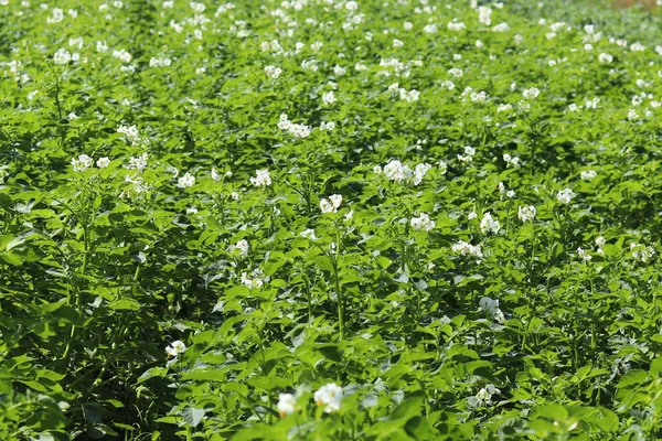 Yeşil patates Ekim alanı üzerine çiçek açan beyaz çalılar. Olgunlaşma gelecek hasat. Tarım Tohum Sanayi tarım sektörü. Bir çiftlik ekonominin bir bitki. İtüzümü bitkilerin büyüyen.