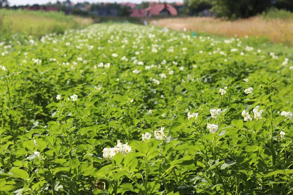 Yeşil patates Ekim alanı üzerine çiçek açan beyaz çalılar. Olgunlaşma gelecek hasat. Tarım Tohum Sanayi tarım sektörü. Bir çiftlik ekonominin bir bitki. İtüzümü bitkilerin büyüyen.