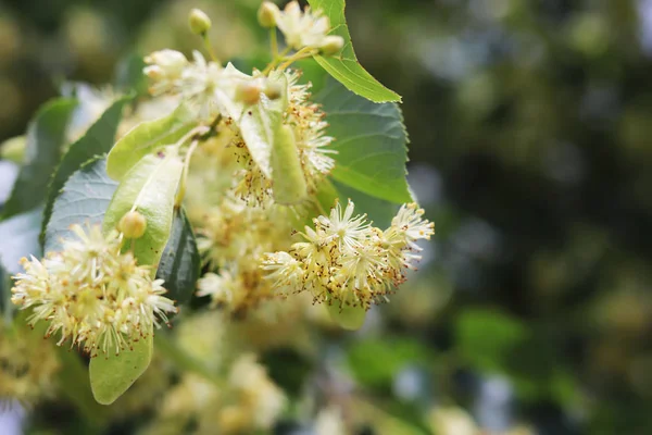 Blooming linden tree. Gardens and gardens. Trees for honey bees. Pollen and sweet smell. Macro photography of nature.