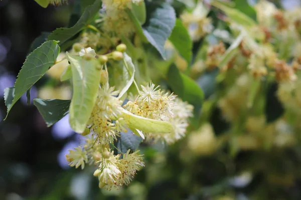 Çiçek açan ıhlamur ağacı. Bahçeleri ve bahçeler. Bal arıları için ağaçları. Polen ve tatlı bir koku. Doğanın makro fotoğrafçılık.