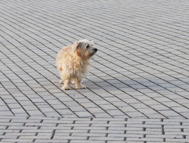 Basit bir ev köpeği dikkatle taş kaldırımda duran bir mesafeden gazes. Çok güzel ve komik evcil hayvan. Daha az kardeşlerimiz hayatı. Terk edilmiş aşk. Sahibi ve arkadaşları için bekliyor.