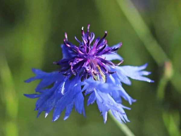 Синий Полевой Цветок Зеленом Фоне Макрофотография Полевого Растения Насекомых Лучах — стоковое фото