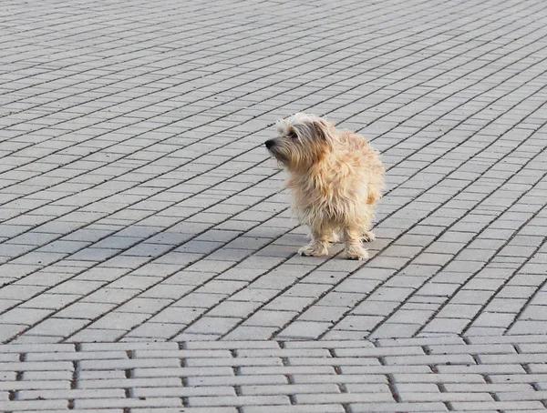 Simple Domestic Dog Gazes Intently Distance Standing Stone Pavement Lovely — Stock Photo, Image