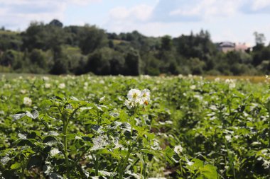 Yeşil patates Ekim alanı üzerine çiçek açan beyaz çalılar. Olgunlaşma gelecek hasat. Tarım Tohum Sanayi tarım sektörü. Bir çiftlik ekonominin bir bitki. İtüzümü bitkilerin büyüyen.