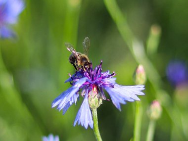 Arı polen bir mavi alan çiçek yeşil bir arka plan üzerinde toplar. Makro fotoğraf bir alan bitki ve güneş ışınlarının böcekler. Bir yaz güneşli çayır sıcak ve hoş bir atmosfer.
