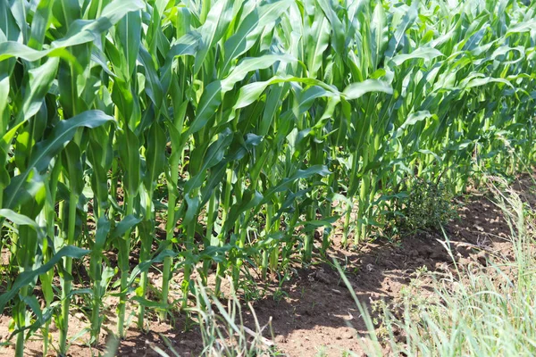 Clementando Maíz Maduración Cosecha Futura Sector Agrario Industria Agrícola Granja — Foto de Stock