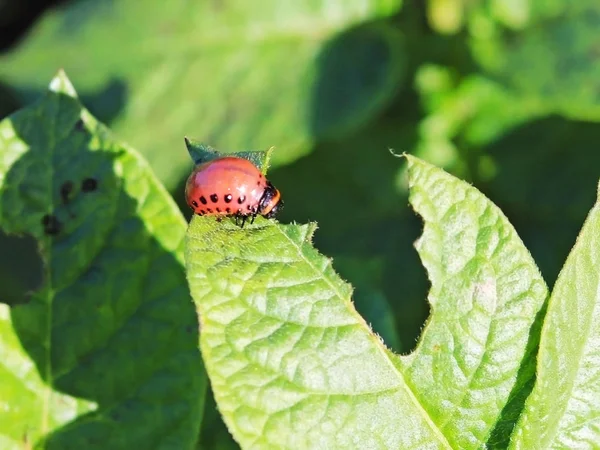 Larva Colorado Beetle Eats Green Leaves Potatoes Macro Shot Pest — Stock Photo, Image