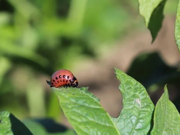 Larva Besouro Colorado Come Folhas Verdes Batatas Macro Tiro Praga — Fotografia de Stock