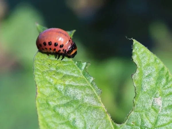 Larva Del Escarabajo Colorado Come Hojas Verdes Papas Macro Disparó — Foto de Stock