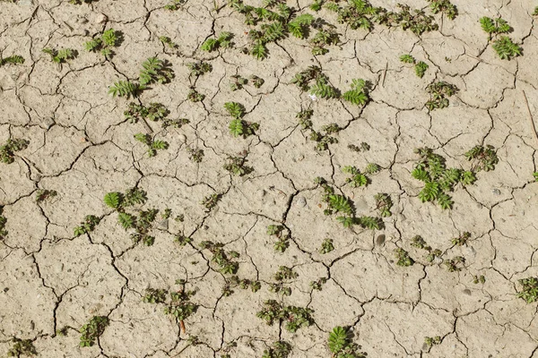 The dried up cracked earth with a broken green plant. Drought and the living creature in the desert. Oasis and survival in difficult conditions. Thirst for moisture.Irrigation of fields in arid region