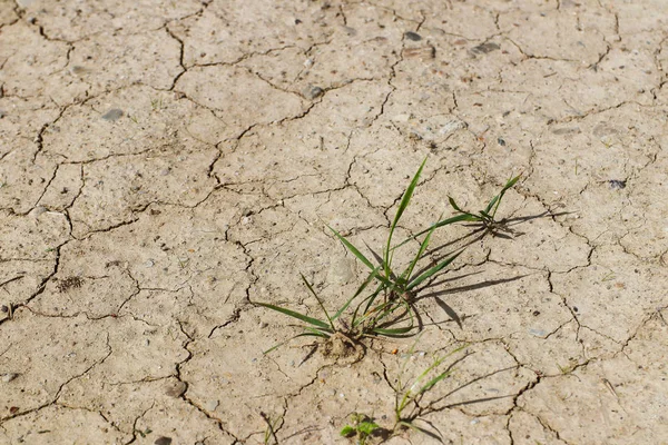 The dried up cracked earth with a broken green plant. Drought and the living creature in the desert. Oasis and survival in difficult conditions. Thirst for moisture.Irrigation of fields in arid region