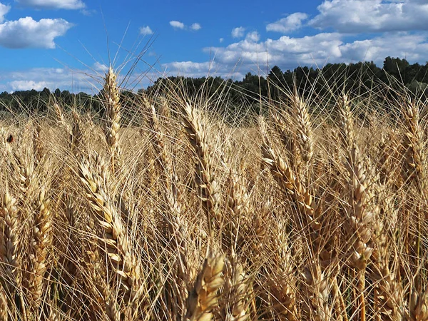 A field of rye and barley. Maturation of the future harvest. Agrarian sector of the agricultural industry. Plant farm. Growing of cereal crops. Source of food and well-being.