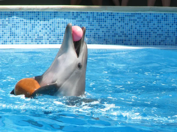 Delfino Piscina Gioca Palla Spettacolo Teatrale Animali Acqua Umore Gioioso — Foto Stock