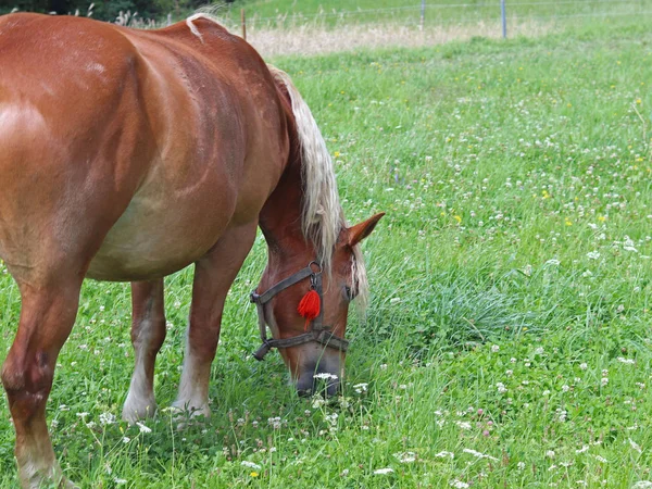 Glinnik, Poland - july 3 2018:A red working adult pulling horse grazes on a luscious green grass. Animal husbandry and farming. Ecology of production and human help. Friends of people and transport