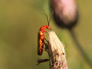 Böcek bir çiçek üzerinde oturur. Makro ile arka plan bulanık. Zararlıların mahsulün mücadele. Tozlaşma bitki çiçek. Flora ve fauna bölge ılıman bir iklime sahip. Doğa Bilimleri ve okul