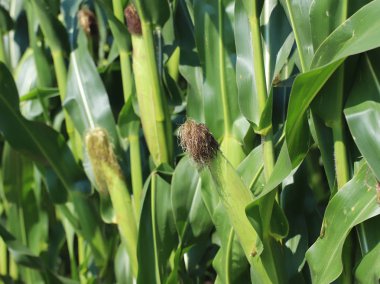 Olgunlaşma clementing Mısır Mısır. Olgunlaşma gelecek hasat. Tarım Tohum Sanayi tarım sektörü. Bitki çiftlik. Mısır gevreği bitkileri büyüyen. Gıda ve su kuyusu-varlık kaynak.