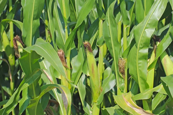 Corn ripening clementing corn. Maturation of the future harvest. Agrarian sector of the agricultural industry. Plant farm. Growing of cereal crops. Source of food and well-being.