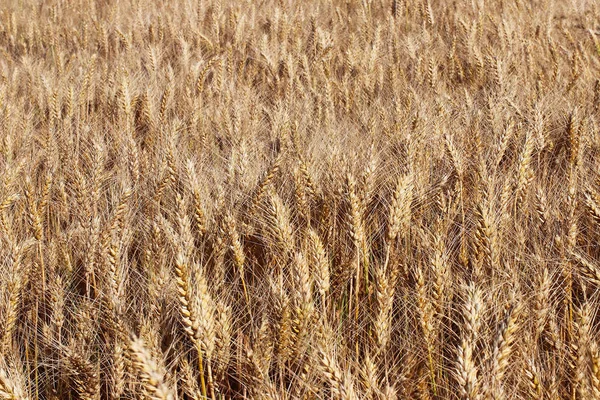 A field of rye and barley. Maturation of the future harvest. Agrarian sector of the agricultural industry. Plant farm. Growing of cereal crops. Source of food and well-being.