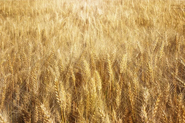 A field of rye and barley. Maturation of the future harvest. Agrarian sector of the agricultural industry. Plant farm. Growing of cereal crops. Source of food and well-being.